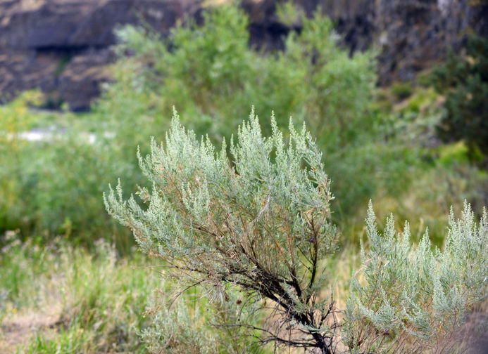 Sagebrush